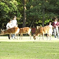 奈良公園。鹿兒們