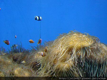 11-海底隧道水族館4.JPG