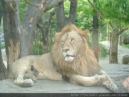 6-賽福動物野生世界-獅子.JPG