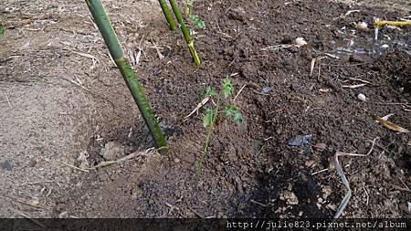 後院番茄5-118