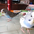 IMG_0585.JPG IMG_0585.JPG