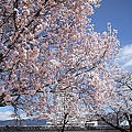 Japan 2012 2m.jpg