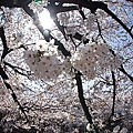 Japan 2012 3h.jpg