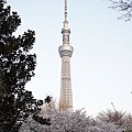 Japan 2012 3m.jpg