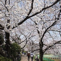 Japan 2012 4a.jpg