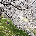 Japan 2012 4b.jpg