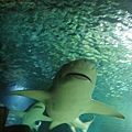 4.6 Sydney Aquarium 26b.jpg