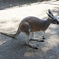 4.8 Featherdale Wildlife Park 29b.jpg