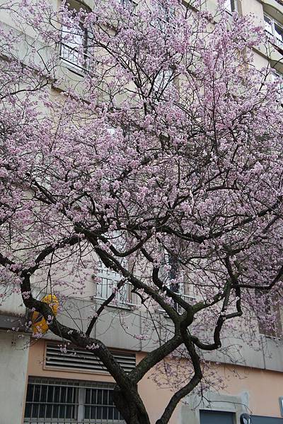 2.25 Paris - sakura in 13eme Chinatown 7a.jpg