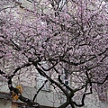 2.25 Paris - sakura in 13eme Chinatown 7a.jpg