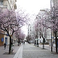 2.25 Paris - sakura in 13eme Chinatown 2a.jpg