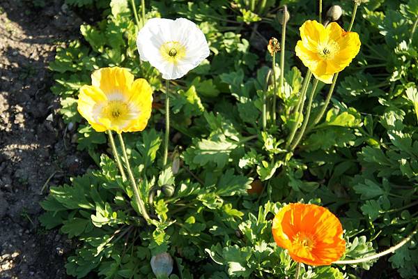 3.9 Paris - Jardin des Plantes 5 - Poppy flowera.jpg