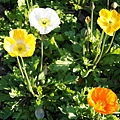 3.9 Paris - Jardin des Plantes 5 - Poppy flowera.jpg