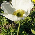 3.9 Paris - Jardin des Plantes 11 - Poppy flowera.jpg