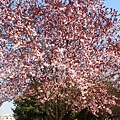 3.13 Paris - flower in Saint-Michel.jpg