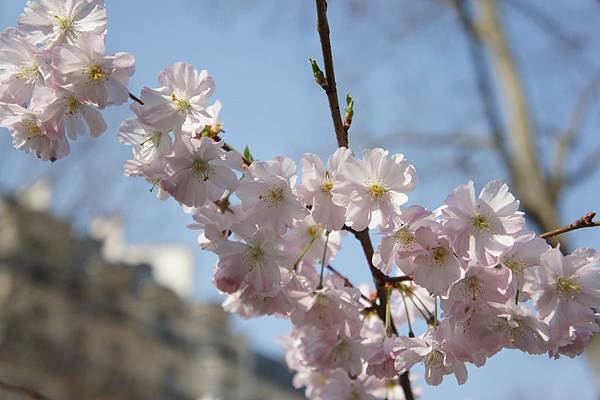 3.14 Paris - Place Pierre Lafue 16a.jpg