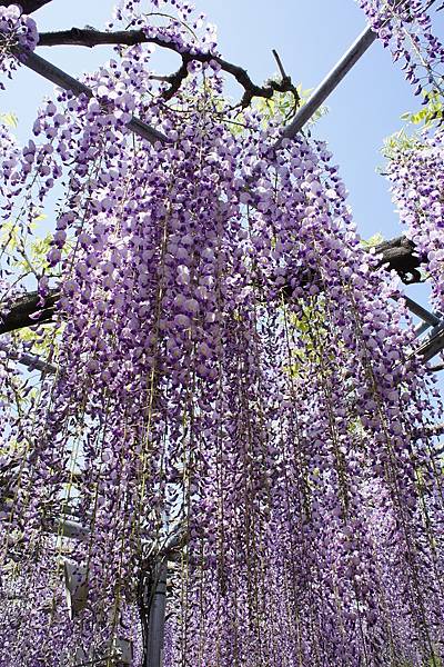 「紫という……」春 in Japan 2016 Apr Da