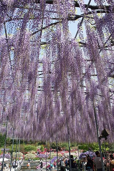 「紫という……」春 in Japan 2016 Apr Da