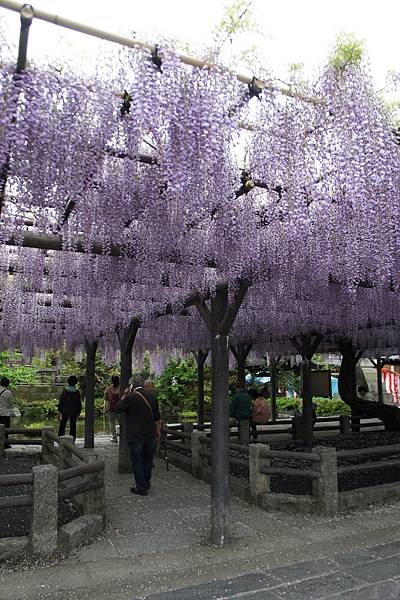 「紫という……」春 in Japan 2016 Apr Da