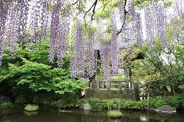 「紫という……」春 in Japan 2016 Apr Da