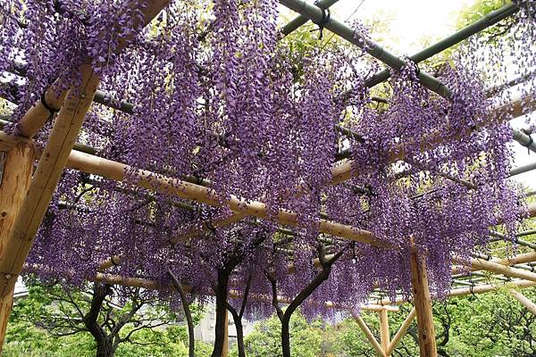 「紫という……」春 in Japan 2016 Apr Da