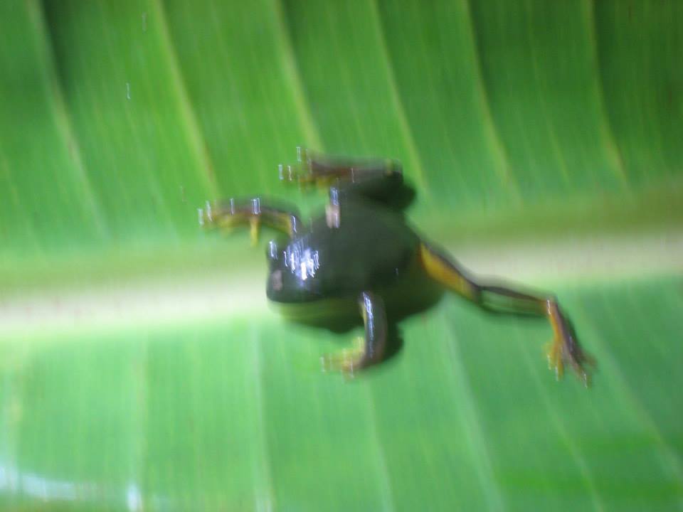 frog3