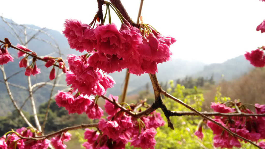 /tmp/phpaLh1oP /tmp/phpaLh1oP