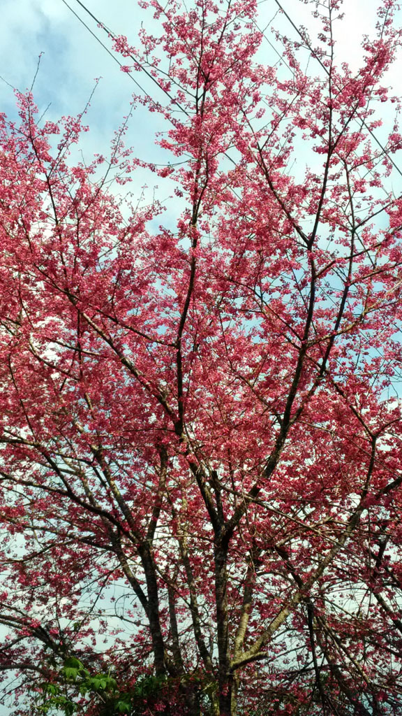 /tmp/phpT74dwk /tmp/phpT74dwk