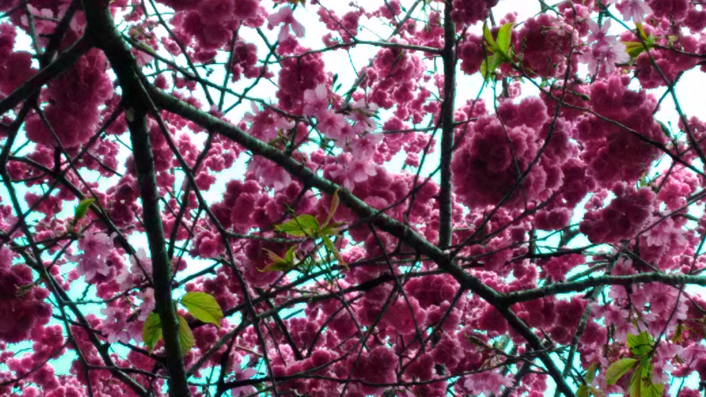 /tmp/phpSzUdox /tmp/phpSzUdox