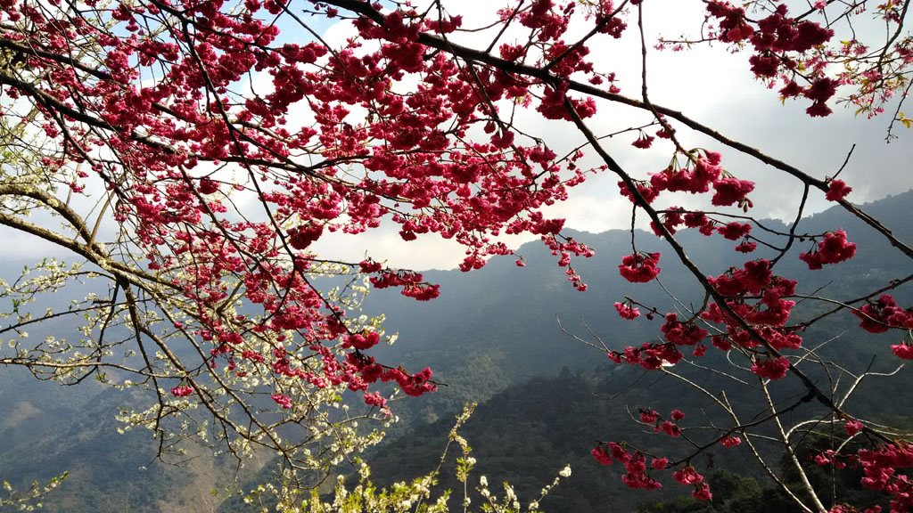 /tmp/phpKvarA7 /tmp/phpKvarA7