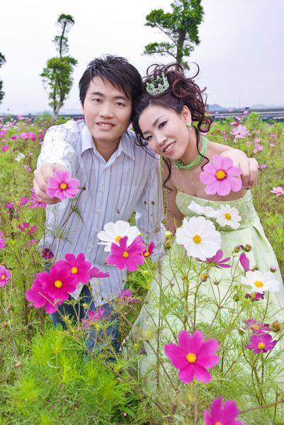 大佳河濱公園居然有一大片波斯菊