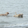 還有狗狗在玩水