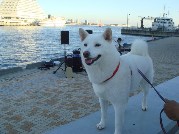 巧遇日本狐狸犬 超白超可愛