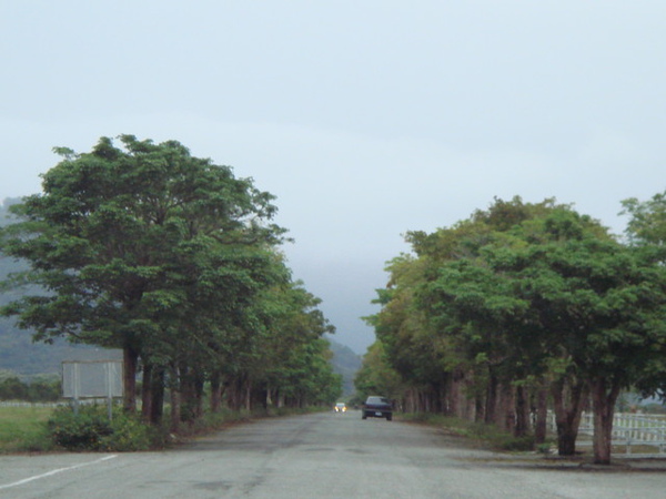 兩旁的樹這條路大概有兩公里