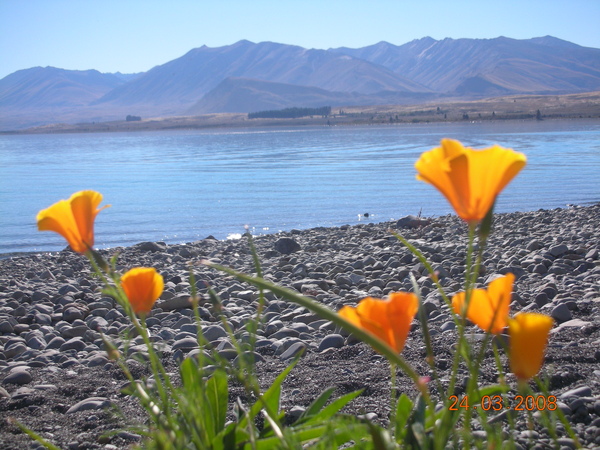 Lake Teakapo的湖邊花