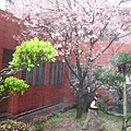 2011.03.12 淡水天元宮賞櫻行 (26).JPG