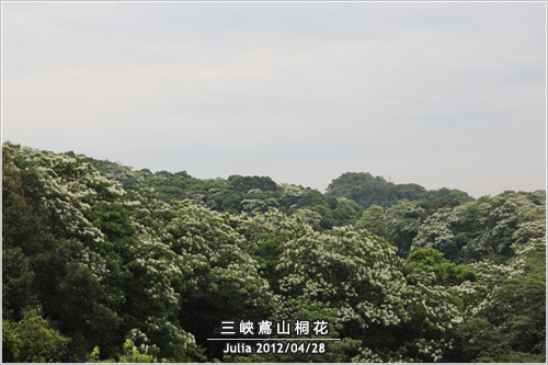 三峽鳶山桐花_04.jpg