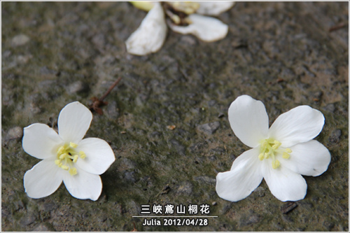 三峽鳶山桐花_17.jpg