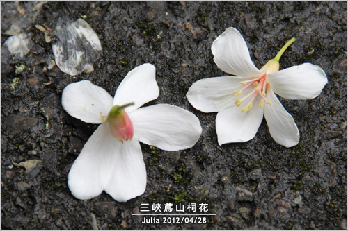 三峽鳶山桐花_27.jpg