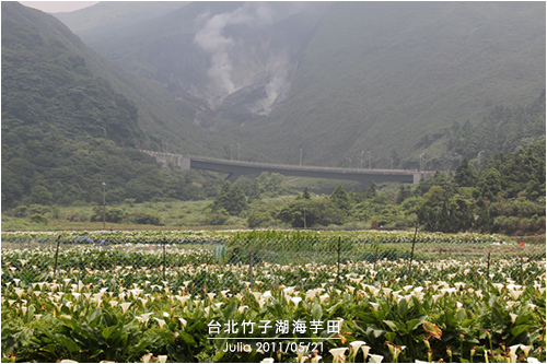 台北竹子湖海芋田_05.jpg