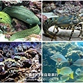 40-沖繩海洋博物館_水族館-06.jpg