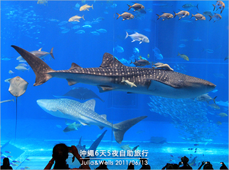 40-沖繩海洋博物館_水族館-10.jpg