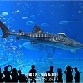 40-沖繩海洋博物館_水族館-08.jpg