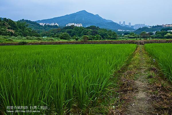 初夏の風物詩 (稻田)