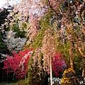 飯店對面的花園