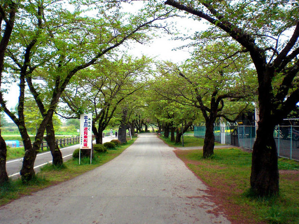 櫻花樹隧道