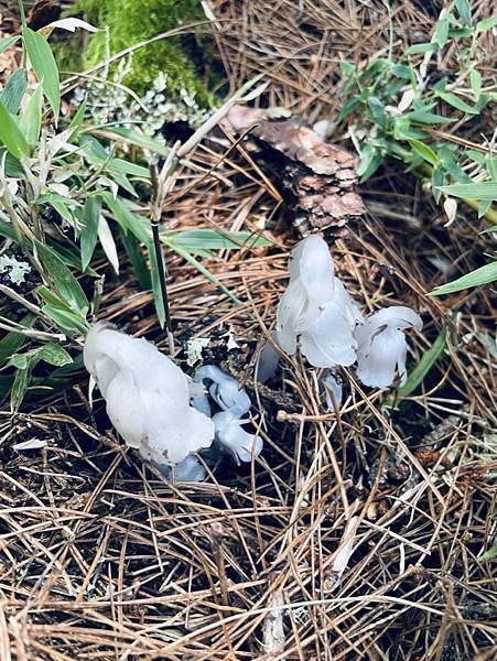 703FDB03-EA68-41BA-9033-1B90B378EBFB_1_105_c 703FDB03-EA68-41BA-9033-1B90B378EBFB_1_105_c