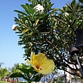 夏威夷州花─黃色扶桑