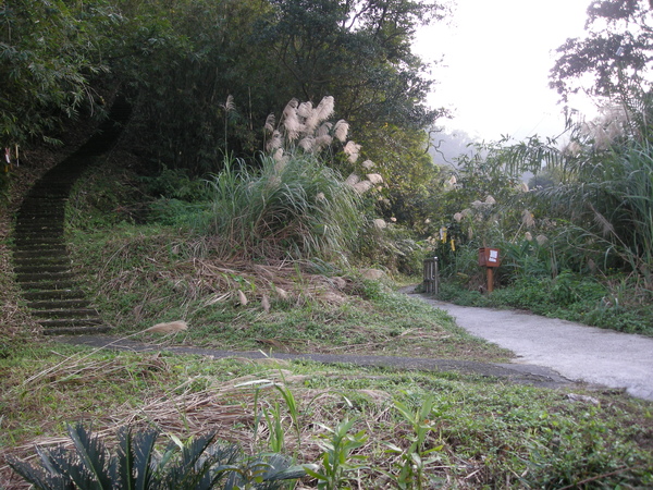 石燭尖.九龍山.峰頭尖東峰 403.JPG