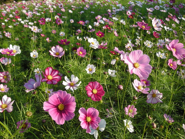 口琴.河濱花海.松山天公廟 013.JPG